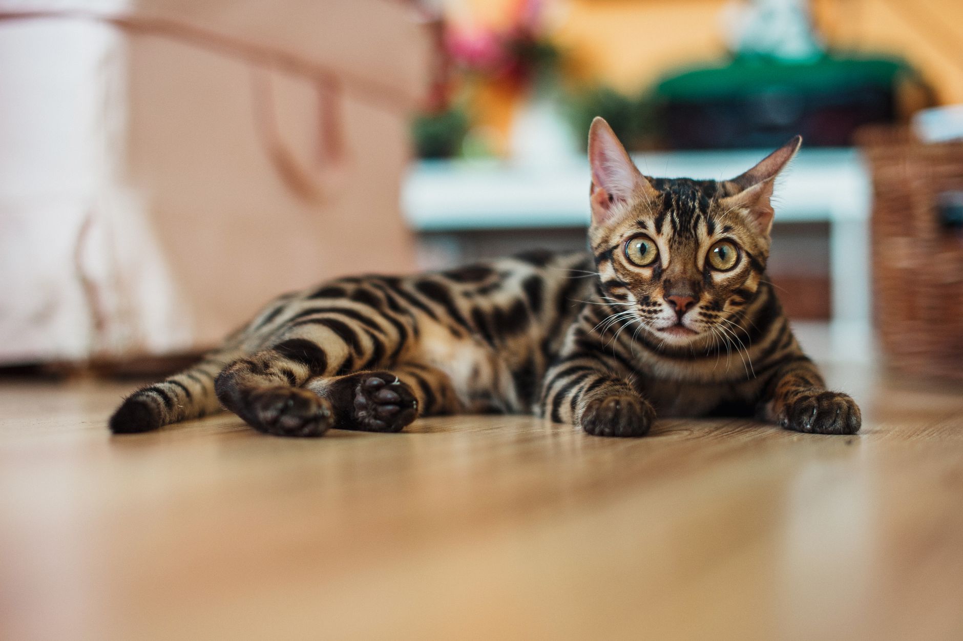 How Big Do Bengal Cats Get?
