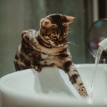Why Is Your Bengal Cat Losing Fur on Its Belly? Common Causes of Bald Spots Explained 2 Why Is Your Bengal Cat Losing Fur on Its Belly? Common Causes of Bald Spots Explained