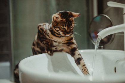 Why Is Your Bengal Cat Losing Fur on Its Belly? Common Causes of Bald Spots Explained 3 Why Is Your Bengal Cat Losing Fur on Its Belly? Common Causes of Bald Spots Explained