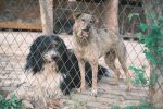 How to Stop a Dog From Barking: Understanding the Cause and Training the Right Response 8 pexels photo 16465570