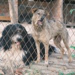 How to Stop a Dog From Barking: Understanding the Cause and Training the Right Response 3 pexels photo 16465570