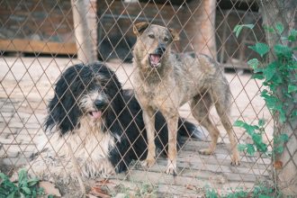 How to Stop a Dog From Barking: Understanding the Cause and Training the Right Response 5 pexels photo 16465570