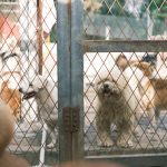 Choosing the Right Dog Breed: How to Find a Match for Your Lifestyle 3 Choosing the Right Dog Breed: How to Find a Match for Your Lifestyle