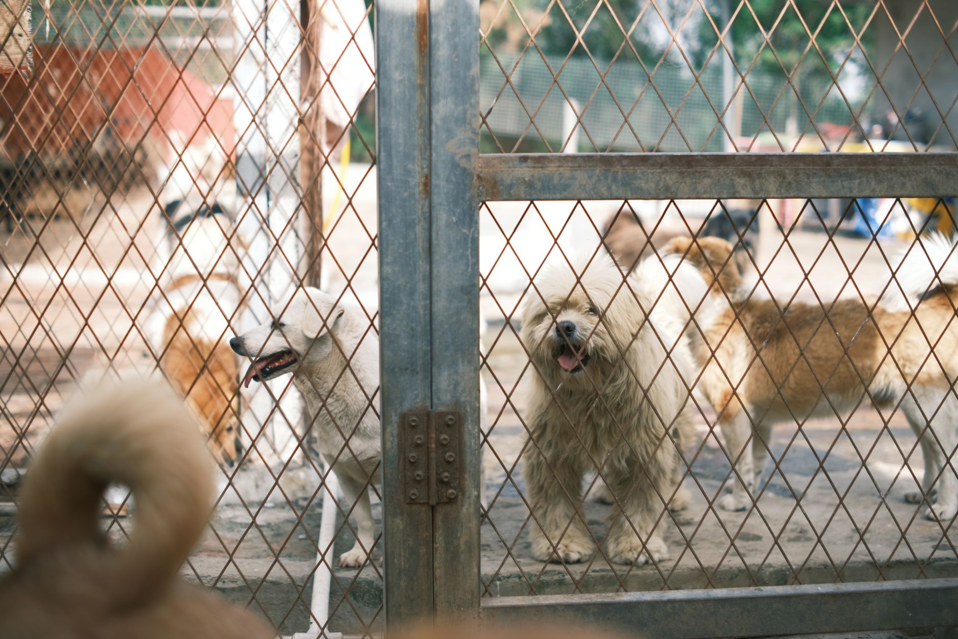 Choosing the Right Dog Breed: How to Find a Match for Your Lifestyle 1 Choosing the Right Dog Breed: How to Find a Match for Your Lifestyle