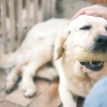 Why Your Dog May Stop Eating: Common Causes and When to Seek Help