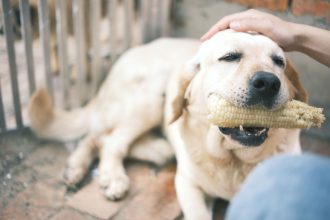 Why Your Dog May Stop Eating: Common Causes and When to Seek Help 4 Why Your Dog May Stop Eating: Common Causes and When to Seek Help