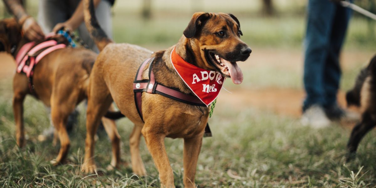 The Real Cost of Owning a Dog: Expenses Beyond the Adoption Fee