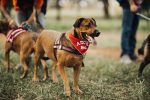 The Real Cost of Owning a Dog: Expenses Beyond the Adoption Fee 8 The Real Cost of Owning a Dog: Expenses Beyond the Adoption Fee