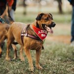 The Real Cost of Owning a Dog: Expenses Beyond the Adoption Fee