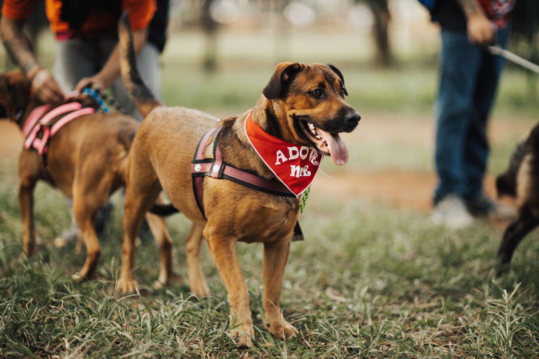 The Real Cost of Owning a Dog: Expenses Beyond the Adoption Fee 1 The Real Cost of Owning a Dog: Expenses Beyond the Adoption Fee