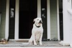 Helping Dogs With Separation Anxiety: Steps to Build Confidence When Left Alone 7 Helping Dogs With Separation Anxiety: Steps to Build Confidence When Left Alone