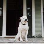 Helping Dogs With Separation Anxiety: Steps to Build Confidence When Left Alone 3 Helping Dogs With Separation Anxiety: Steps to Build Confidence When Left Alone