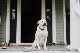 Helping Dogs With Separation Anxiety: Steps to Build Confidence When Left Alone 4 Helping Dogs With Separation Anxiety: Steps to Build Confidence When Left Alone