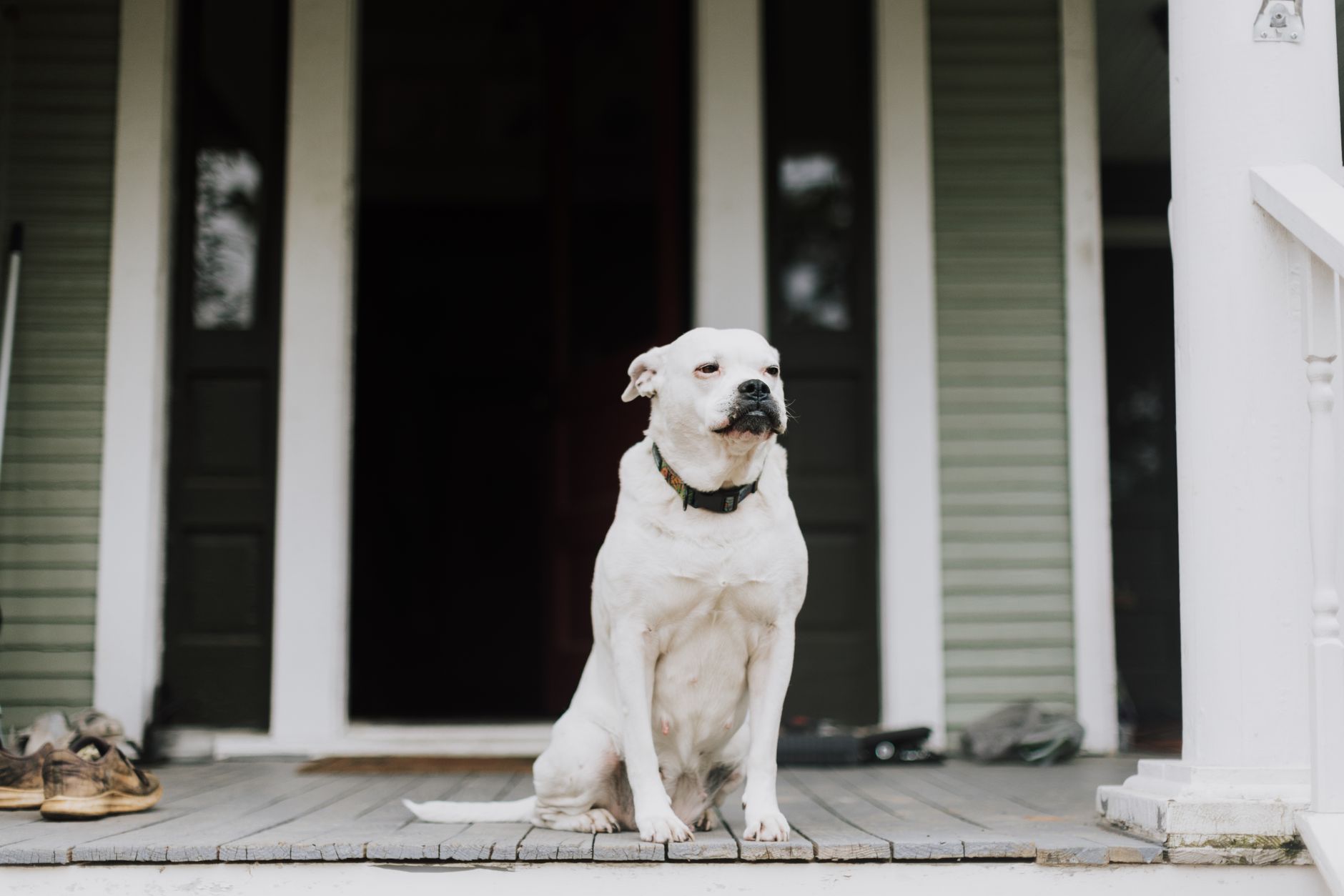 Helping Dogs With Separation Anxiety: Steps to Build Confidence When Left Alone 1 Helping Dogs With Separation Anxiety: Steps to Build Confidence When Left Alone