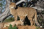 How Are Domestic Cats and Cheetahs Related? Understanding Their Shared Evolutionary History 8 How Are Domestic Cats and Cheetahs Related? Understanding Their Shared Evolutionary History
