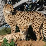 How Are Domestic Cats and Cheetahs Related? Understanding Their Shared Evolutionary History