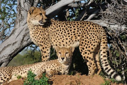 How Are Domestic Cats and Cheetahs Related? Understanding Their Shared Evolutionary History 6 How Are Domestic Cats and Cheetahs Related? Understanding Their Shared Evolutionary History