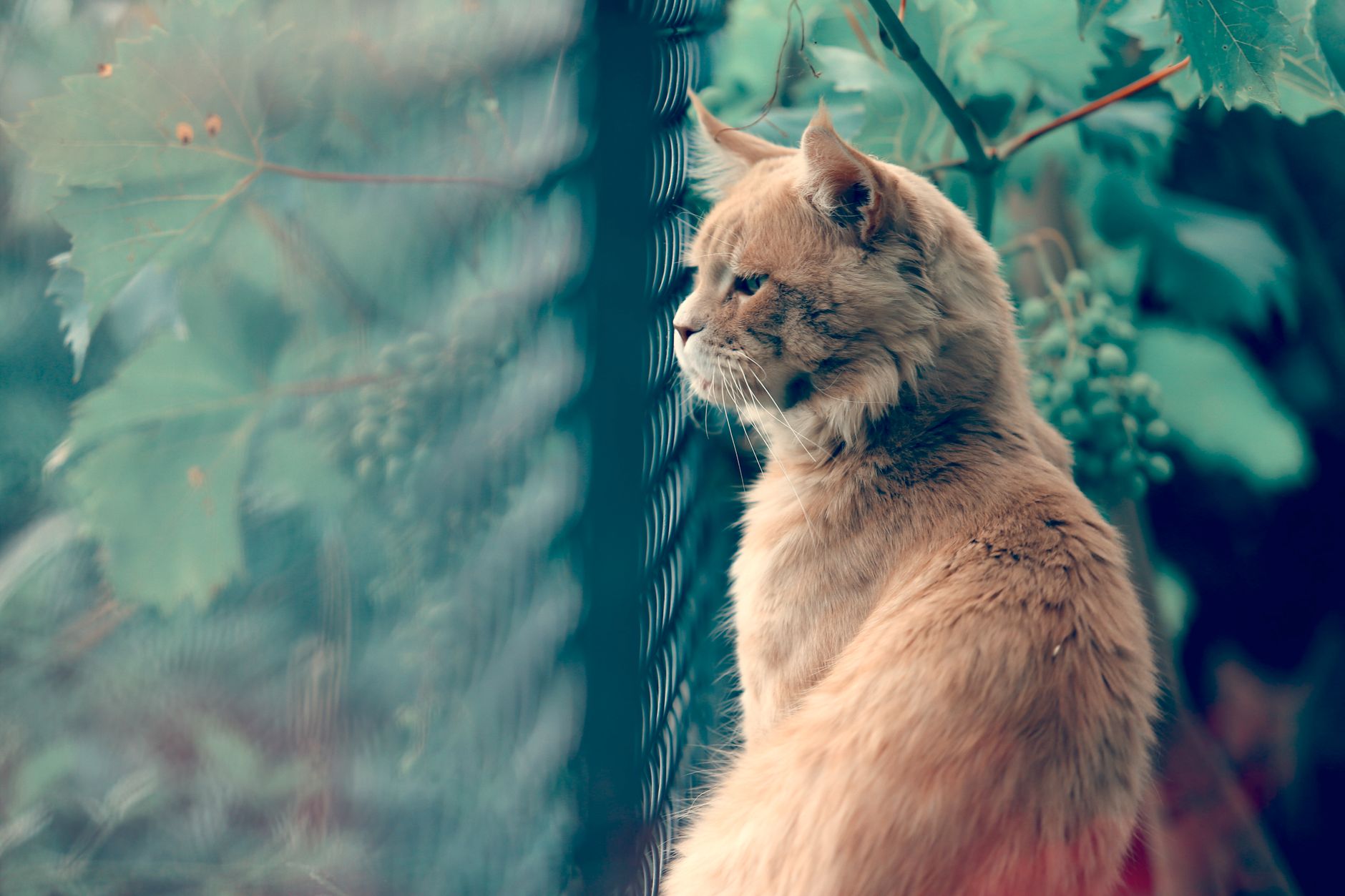 When Should an FIV-Positive Cat Be Euthanized? Understanding Quality of Life Decisions 1 When Should an FIV-Positive Cat Be Euthanized? Understanding Quality of Life Decisions