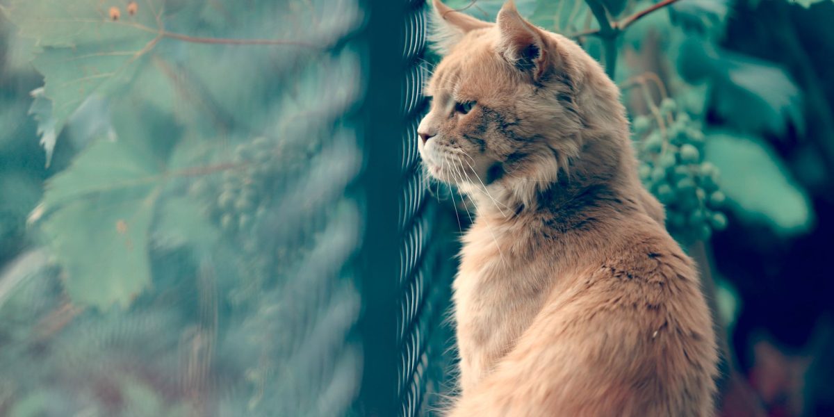 A Cat Quality of Life Checklist: Knowing When It May Be Time to Say Goodbye