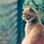 A Cat Quality of Life Checklist: Knowing When It May Be Time to Say Goodbye 2 A Cat Quality of Life Checklist: Knowing When It May Be Time to Say Goodbye