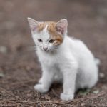 When Does A Kitten Become A Cat? 2 When Does A Kitten Become A Cat?