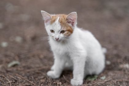 When Does A Kitten Become A Cat? 8 When Does A Kitten Become A Cat?