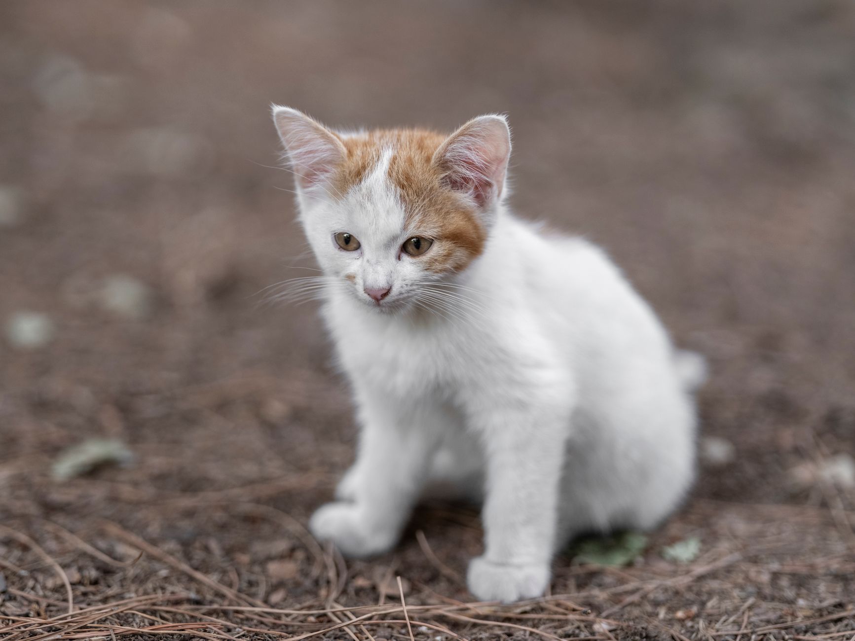 When Does A Kitten Become A Cat? 1 When Does A Kitten Become A Cat?