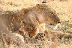 Why Lions and Bobcats Cannot Produce Offspring: Understanding Feline Reproduction Differences