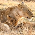 Why Lions and Bobcats Cannot Produce Offspring: Understanding Feline Reproduction Differences 3 Why Lions and Bobcats Cannot Produce Offspring: Understanding Feline Reproduction Differences