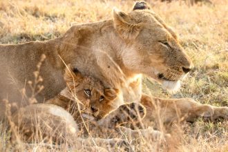 Why Lions and Bobcats Cannot Produce Offspring: Understanding Feline Reproduction Differences