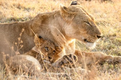 Why Lions and Bobcats Cannot Produce Offspring: Understanding Feline Reproduction Differences 6 Why Lions and Bobcats Cannot Produce Offspring: Understanding Feline Reproduction Differences