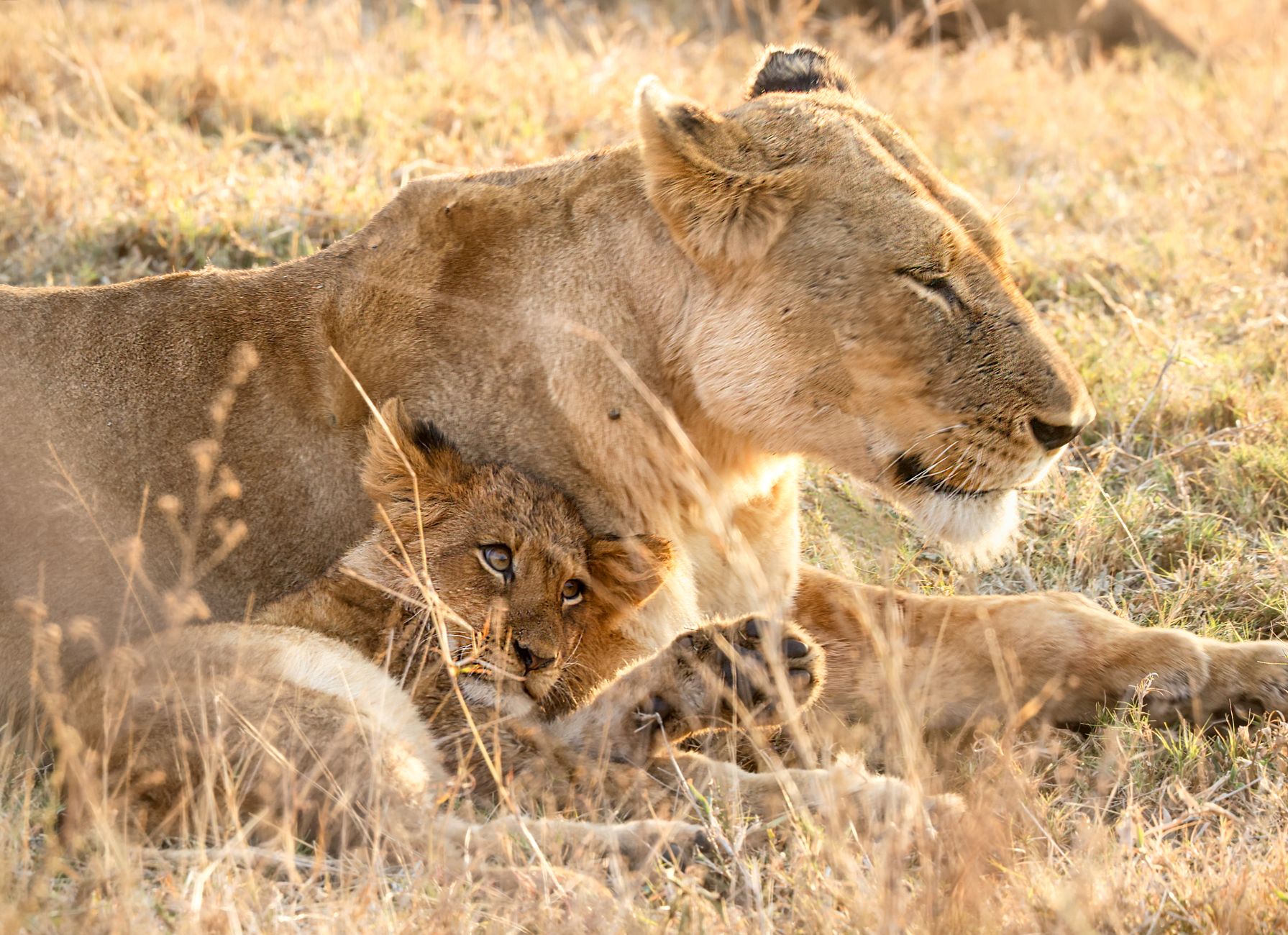 Why Lions and Bobcats Cannot Produce Offspring: Understanding Feline Reproduction Differences 1 Why Lions and Bobcats Cannot Produce Offspring: Understanding Feline Reproduction Differences