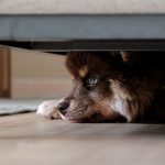 How to Help a Dog With Anxiety: Practical Ways to Reduce Stress Safely 3 How to Help a Dog With Anxiety: Practical Ways to Reduce Stress Safely