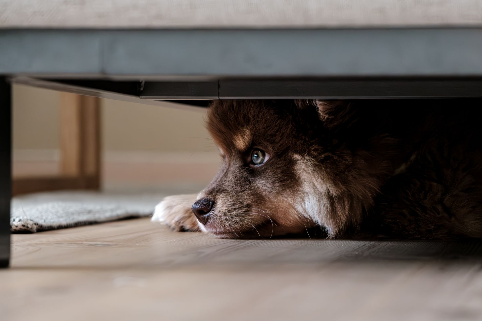 How to Help a Dog With Anxiety: Practical Ways to Reduce Stress Safely 1 How to Help a Dog With Anxiety: Practical Ways to Reduce Stress Safely