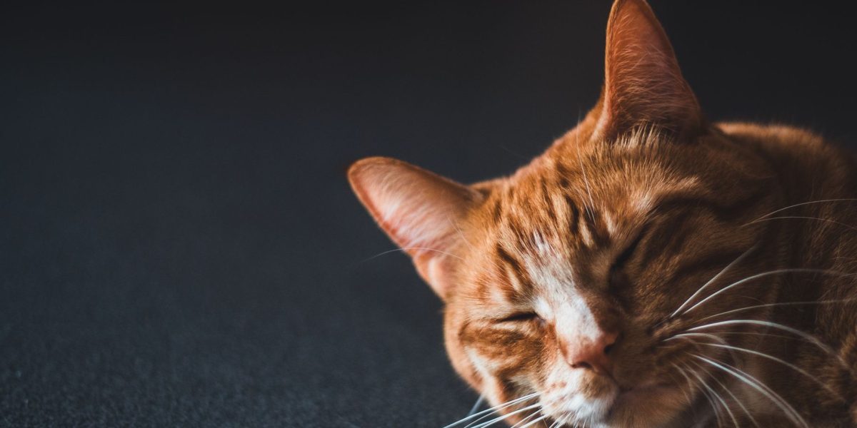How Do Cats Purr?