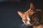 When A Cat Purrs What Does That Mean? 8 When A Cat Purrs What Does That Mean?