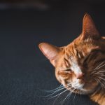 When A Cat Purrs What Does That Mean?
