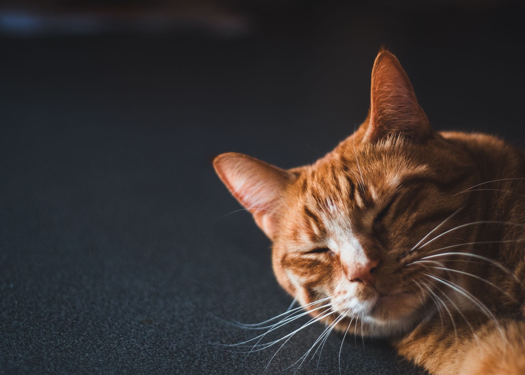 When A Cat Purrs What Does That Mean? 1 When A Cat Purrs What Does That Mean?