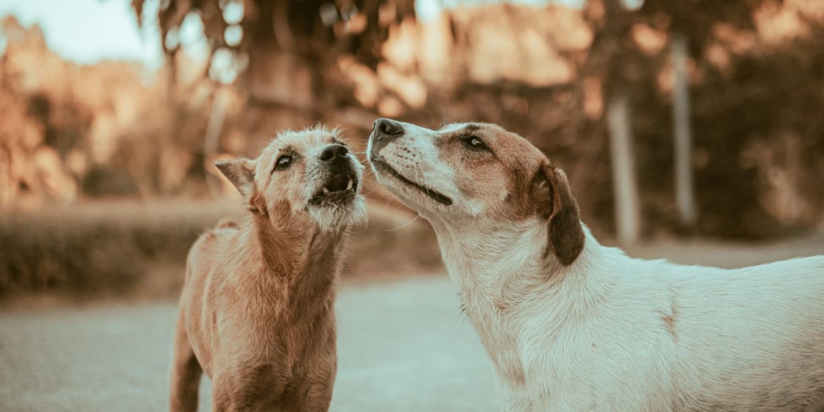 Practical Ways to Reduce Excessive Barking and Teach Your Dog Better Communication 3 Practical Ways to Reduce Excessive Barking and Teach Your Dog Better Communication