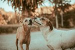 Practical Ways to Reduce Excessive Barking and Teach Your Dog Better Communication