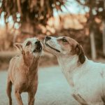 Practical Ways to Reduce Excessive Barking and Teach Your Dog Better Communication