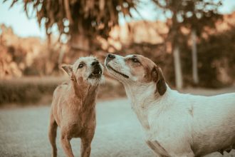 Practical Ways to Reduce Excessive Barking and Teach Your Dog Better Communication
