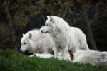 Are Wolves and Dogs the Same Animal? Understanding Their Evolutionary Connection 9 Are Wolves and Dogs the Same Animal? Understanding Their Evolutionary Connection