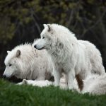 Are Wolves and Dogs the Same Animal? Understanding Their Evolutionary Connection 2 Are Wolves and Dogs the Same Animal? Understanding Their Evolutionary Connection