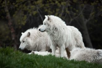 Are Wolves and Dogs the Same Animal? Understanding Their Evolutionary Connection 6 Are Wolves and Dogs the Same Animal? Understanding Their Evolutionary Connection