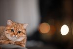 When Should You Take A Cat To Get Neutered? 7 When Should You Take A Cat To Get Neutered?