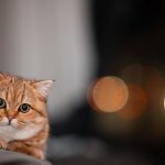 When Should You Take A Cat To Get Neutered? 3 When Should You Take A Cat To Get Neutered?