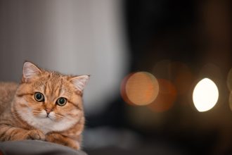 When Should You Take A Cat To Get Neutered? 4 When Should You Take A Cat To Get Neutered?