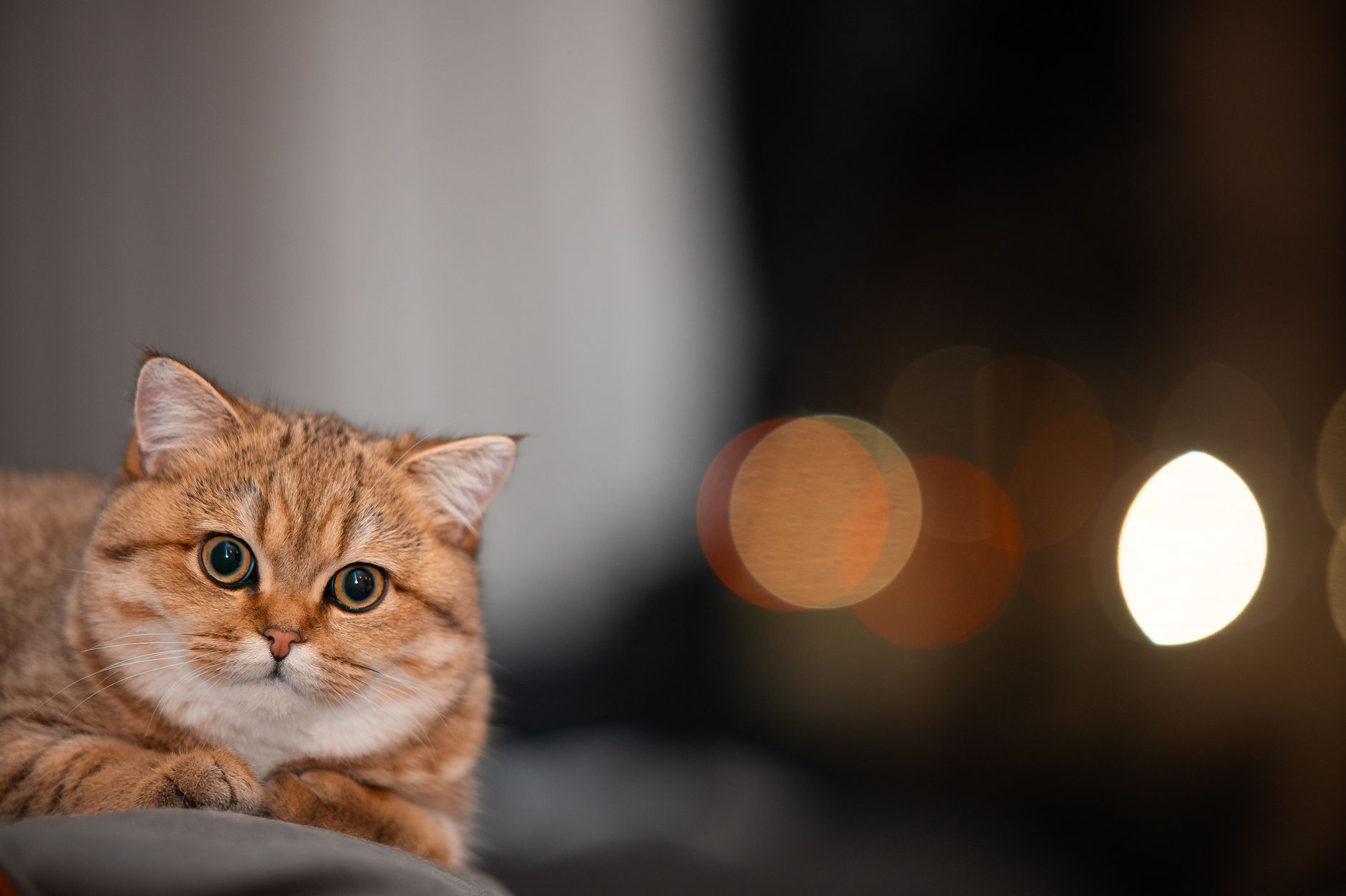 When Should You Take A Cat To Get Neutered?