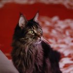 Maine Coon Lifespan Explained: How Long These Large Cats Usually Live 3 pexels photo 20380156